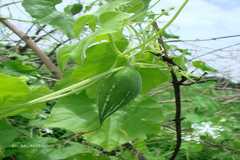 Trichosanthes cucumerina